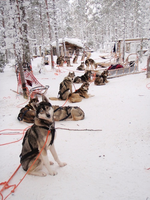 tundra_huskies_2012.jpg